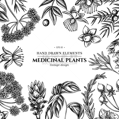 罗勒,当归,花纹,黑白图片,圣约翰草,香料,多样,刺柏属丛木,芳香疗法,复古