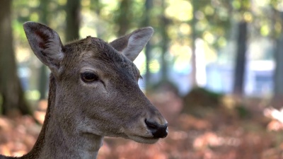 休闲鹿，Dama dama，Cervus dama，head，Damhirsch，鹿角， 