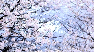 樱花