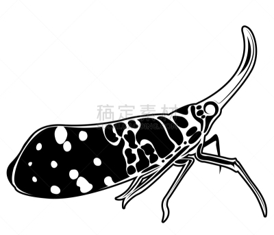 蜡蝉科,生物学,亚洲,鸡尾酒,自然,热带雨林,白蜡虫,野生动物,泰国
