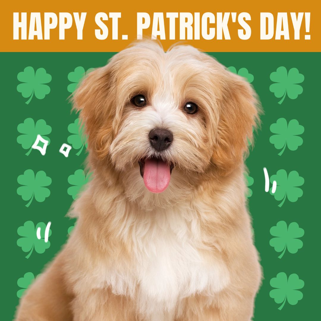St. Patrick's Day Pet Profile Picture Instagram Post Image