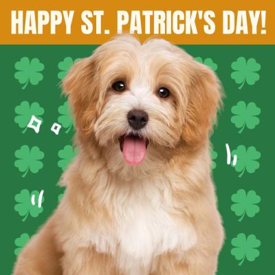 St. Patrick's Day Pet Profile Picture Instagram Post Image