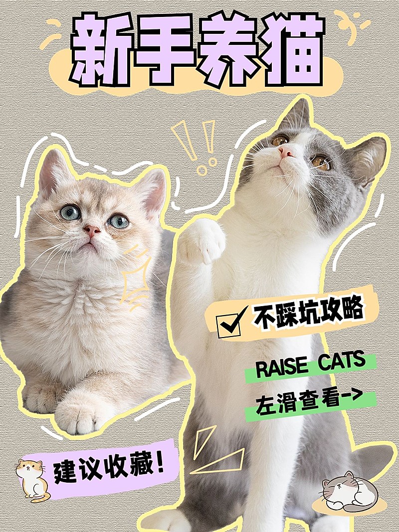 宠物猫咪知识科普套装小红书封面