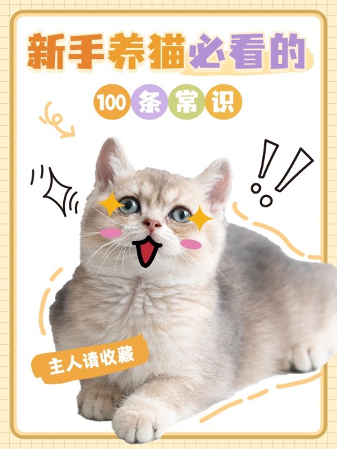 宠物猫咪知识科普套装小红书封面预览效果