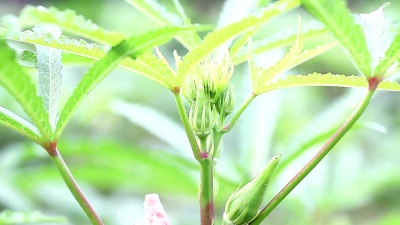 夏季秋葵田