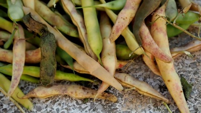 新鲜收获的菜豆豆荚视频