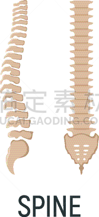 矢量,x光,骨头,概念,计算机图标,人,白色,绘画插图,人类骨架,微生物