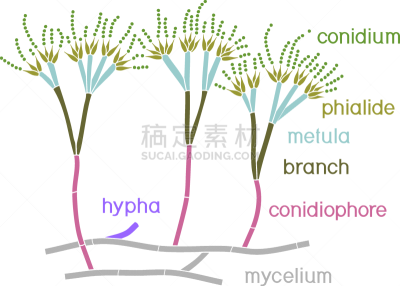 菌丝,分生孢子,青霉菌,白色背景,孢子,分离着色,建造物,生物学,微生物学,背景分离