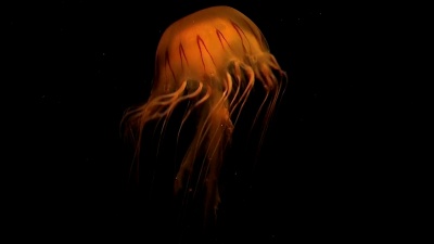 水母