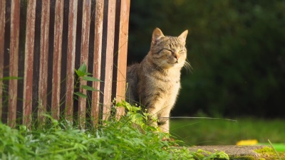 猫坐在阳光下放松