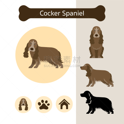 纯种犬,狗,信息图表,可卡犬,可爱的,狗屋,脚印,比例,坐