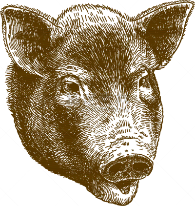 巨大的,猪,雕刻图像,动物头,分离着色,肉,鞍峰猪,猪肉,图像,野外动物