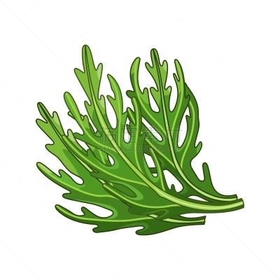 植物学,芝麻菜,分离着色,生物学,蔬菜,有机食品,自然,草本,香料,烹调