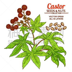 卡斯托尔,蓖麻,生物学,健康保健,多分支结构,有毒物质,清新,植物群,布置,绘制