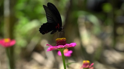蝴蝶与花