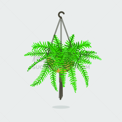 矢量,住宅内部,绘画插图,植物,平坦的,分离着色,复叶,清新,一个物体,背景分离