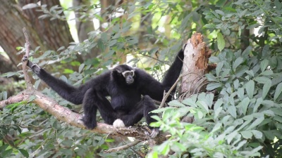 siamang(一种长臂猿)科
