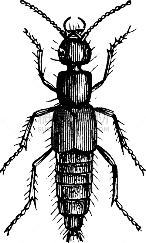 隐翅虫,白色,矢量,图像,雕刻图像,甲虫,黑色,宏伟,复古,离开