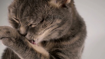 猫在洗舌头，特写，超慢动作