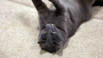 年轻的家猫抓住在沙发上玩耍的绳子上的老鼠