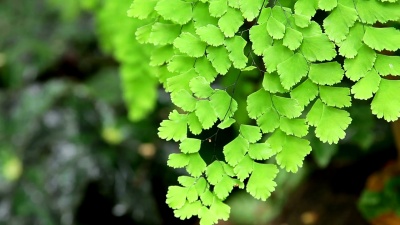 风中蕨类植物的绿色质地。
