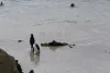 企鹅图片南极