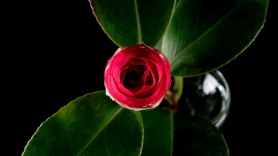 日本茶花盛开