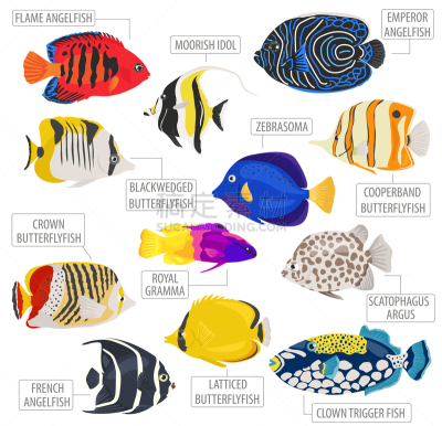 图标集,鱼类,水族馆,图像,矢量,蝴蝶鱼,小丑鳞鲀,黄高鳍刺尾鱼,海葵