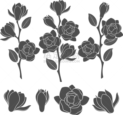 花朵,枝,玉兰类,分离着色,芳香的,自然,白色背景,图像,叶子,矢量