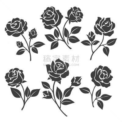 华丽的,玫瑰,白色,蒸汽,花朵,美,枝,布置,收集