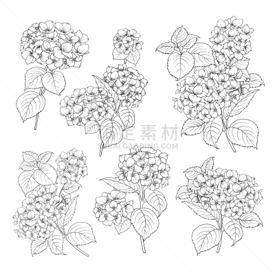 八仙花属,黑色,轮廓线画,请柬,壁纸,植物群,婚礼,复古,绘制,花