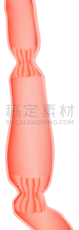 食管,顶部,括约肌,人类心脏,生物学,健康保健,人,食品,矢量,教育