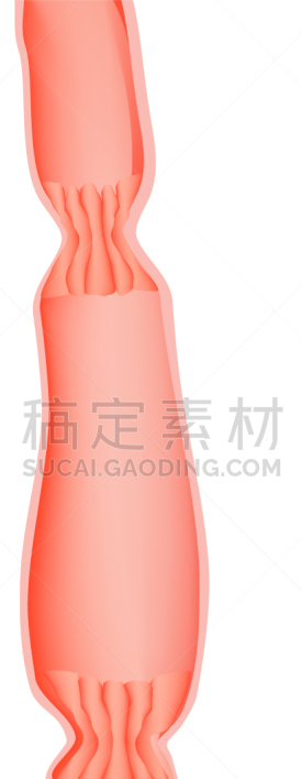 食管,顶部,括约肌,人类心脏,生物学,健康保健,人,食品,矢量,教育