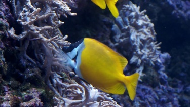 一群珊瑚鱼。海洋水族馆里的热带鱼。