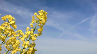 油菜