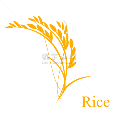 稻,分离着色,亚洲,蔬菜,有机食品,自然,大麦,谷物,面包,设计