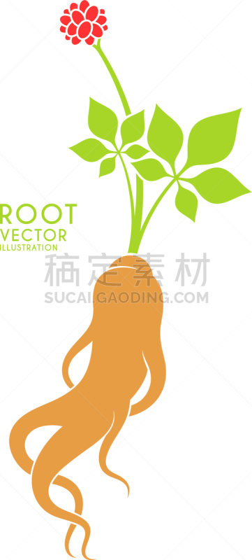 红参,人参,Ginseng,分离着色,茶,自然,替代医药,营养品,图像,花