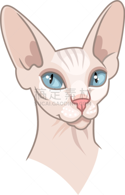 史芬克斯无毛猫,动物头,分离着色,可爱的,轮廓,白色,宠物,自然,纯种犬,高雅