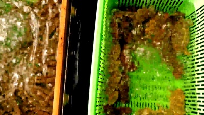 市场中不同种类的活海鲜 