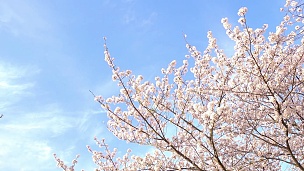 樱花在蓝天的风中摇曳