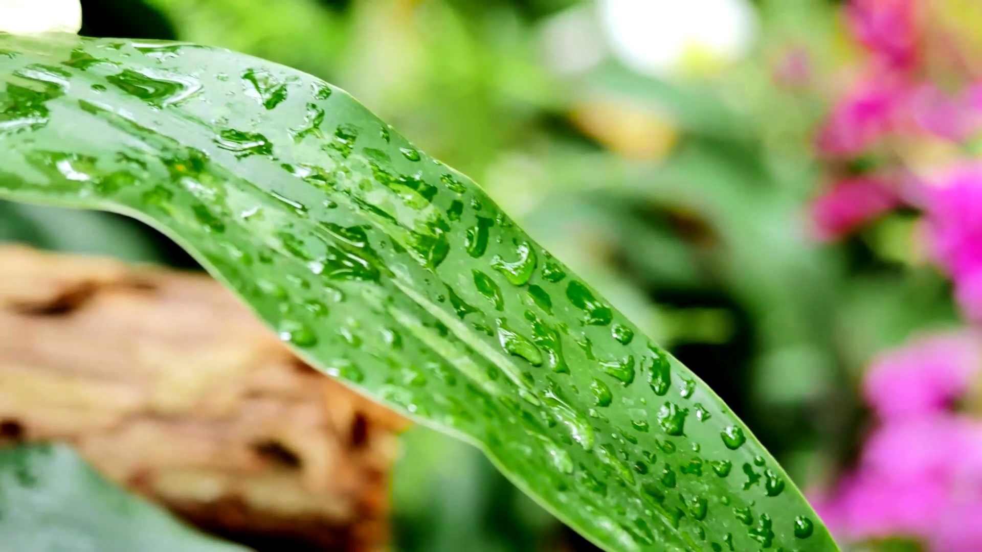 绿色的叶子和黄色的兰花在雨滴中落在大自然上。