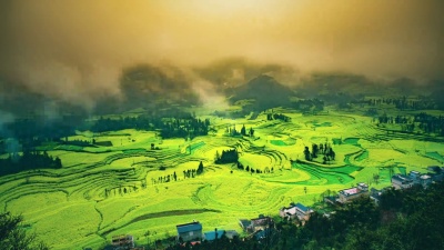 中国罗平油菜田或油菜花田