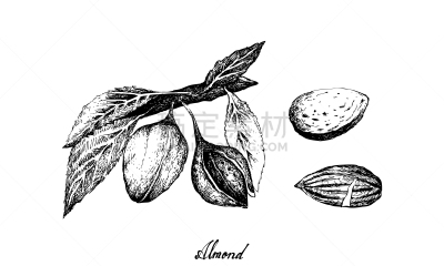 杏仁,枝,蔬菜,食品,泰国,图像,豆荚,豌豆,谷类,叶子