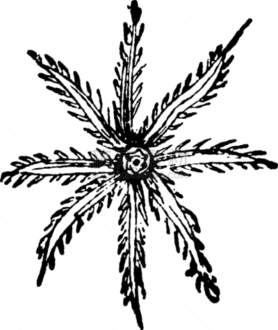 风琴管珊瑚,王冠,边缘现象,白色,矢量,图像,雕刻图像,黑色,复古