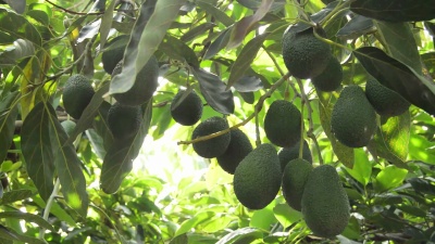 种植园里挂在树枝上的鳄梨果实