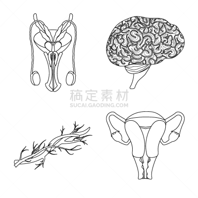 人,符号,人类的生殖器官,卵巢,膀胱,冠状动脉,布置