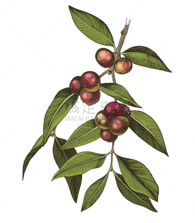 hand drawn colorful camu camu branch