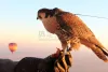 鹰嘴豆