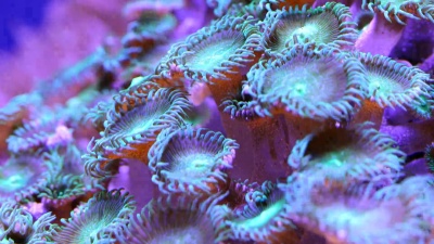 水下热带海洋中的珊瑚