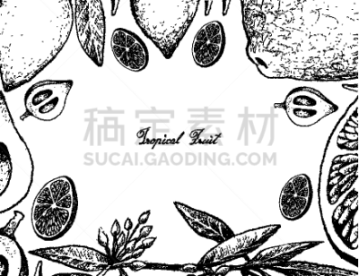 水果,酸橙,蔬菜,泰国柠檬,食品,图像,柑橘属,山榄科,调味品,绘制